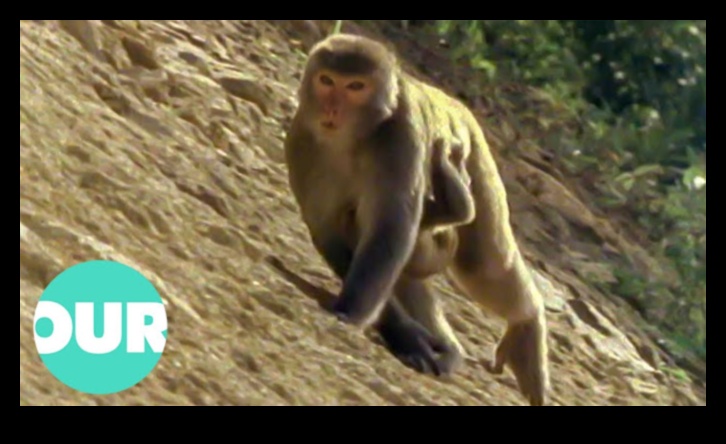 Градско сафари: Изследване на дивата природа в градска мода