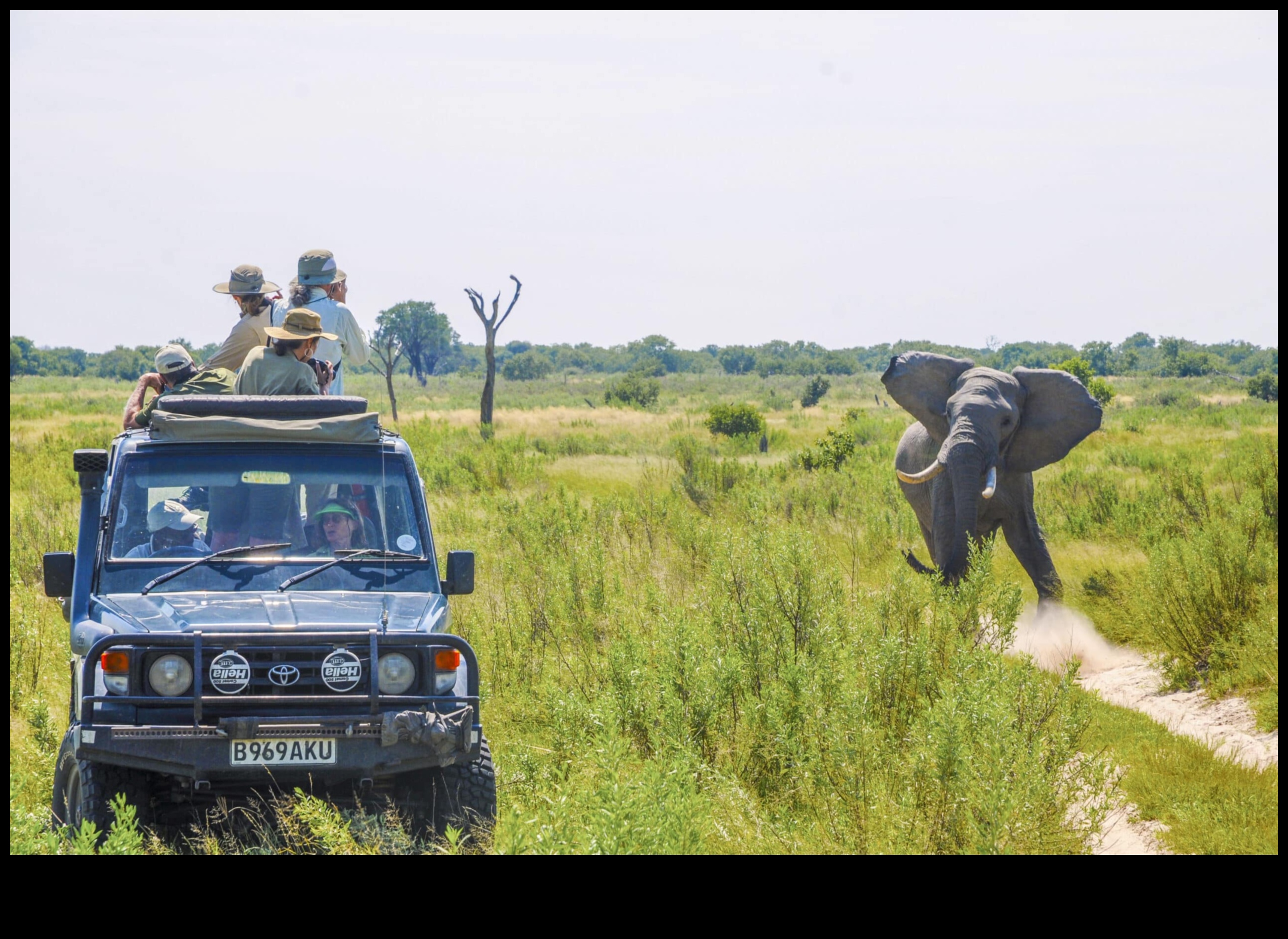 Градско сафари: Изследване на дивата природа в градска мода